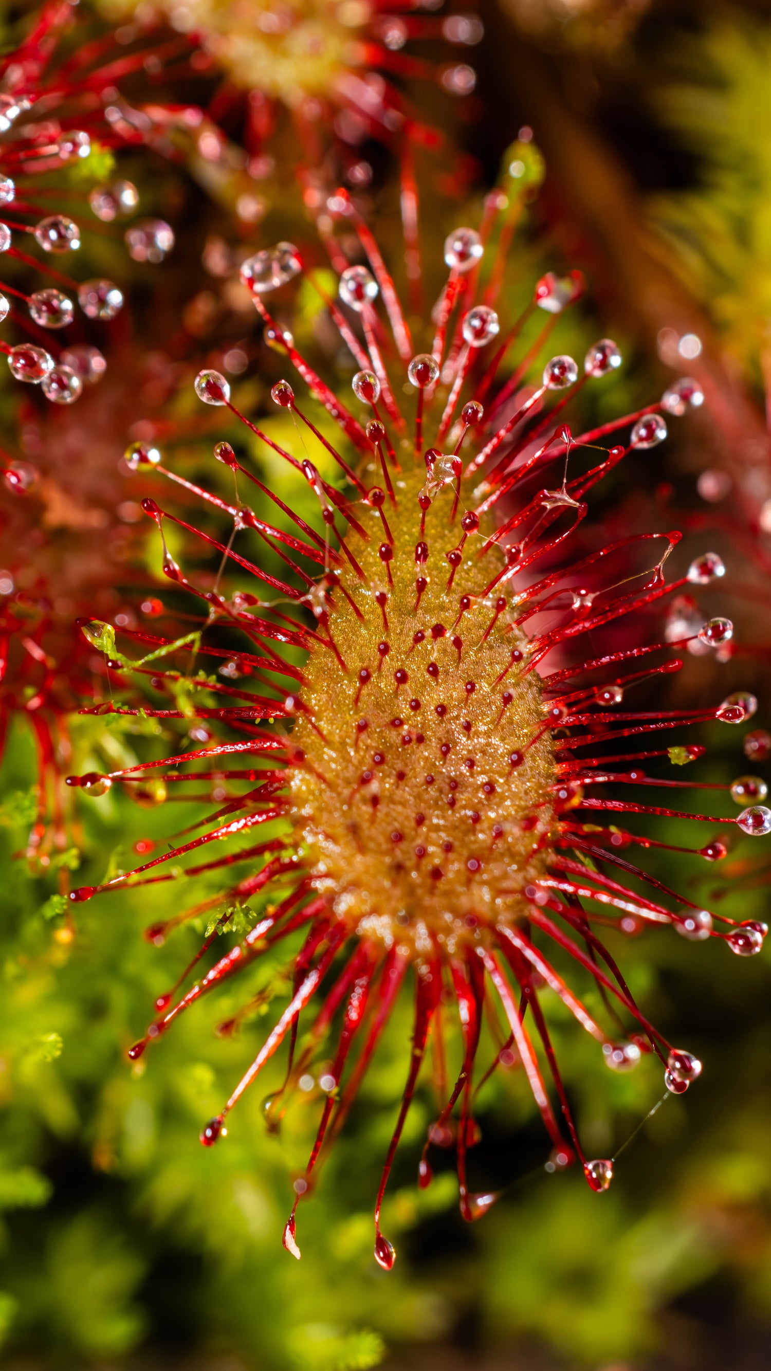 Drosera (Sundew)