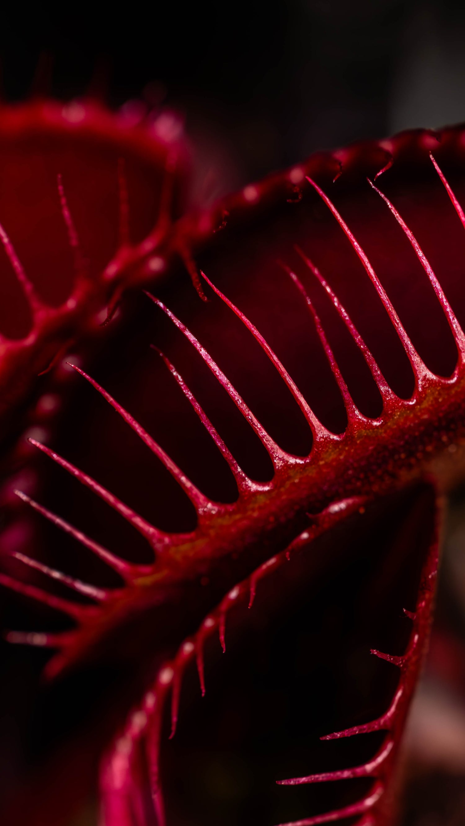 Dionaea (Venus Fly Trap)