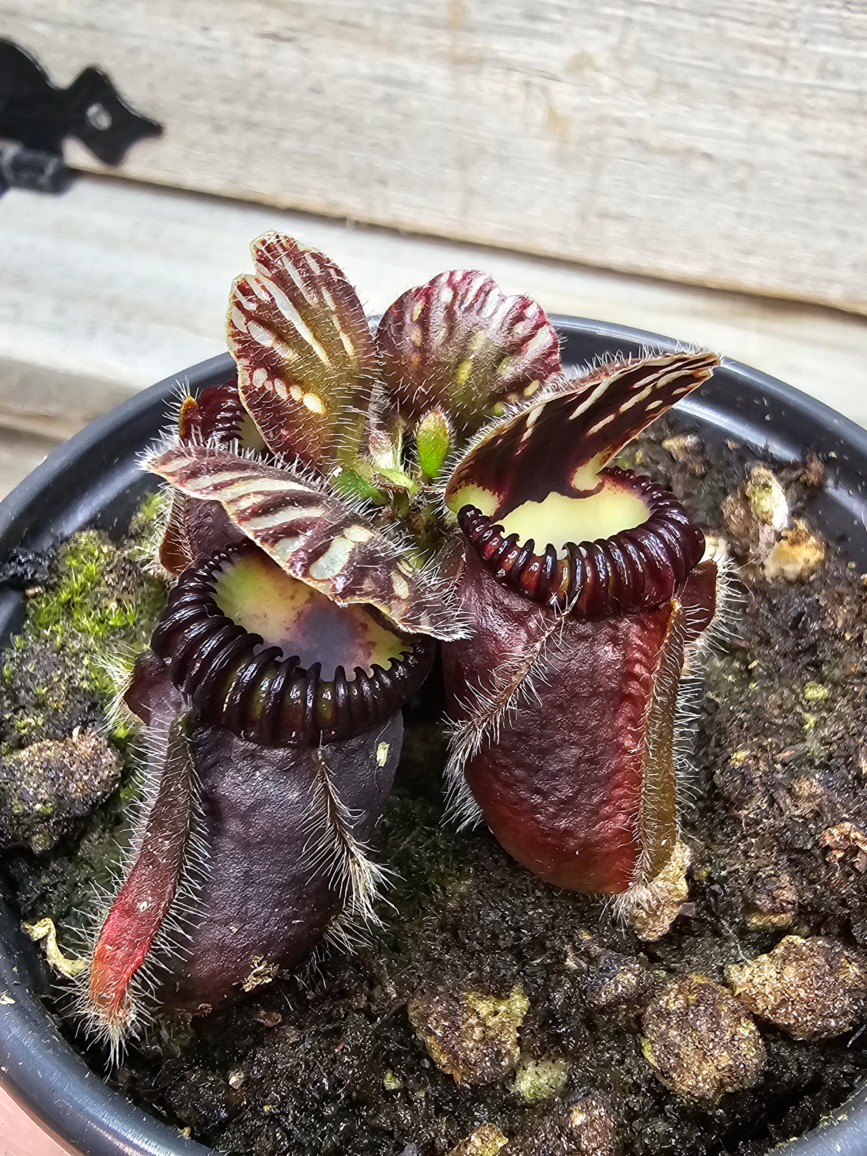 Cephalotus (Australian Pitcher) – Wicked Plant Co