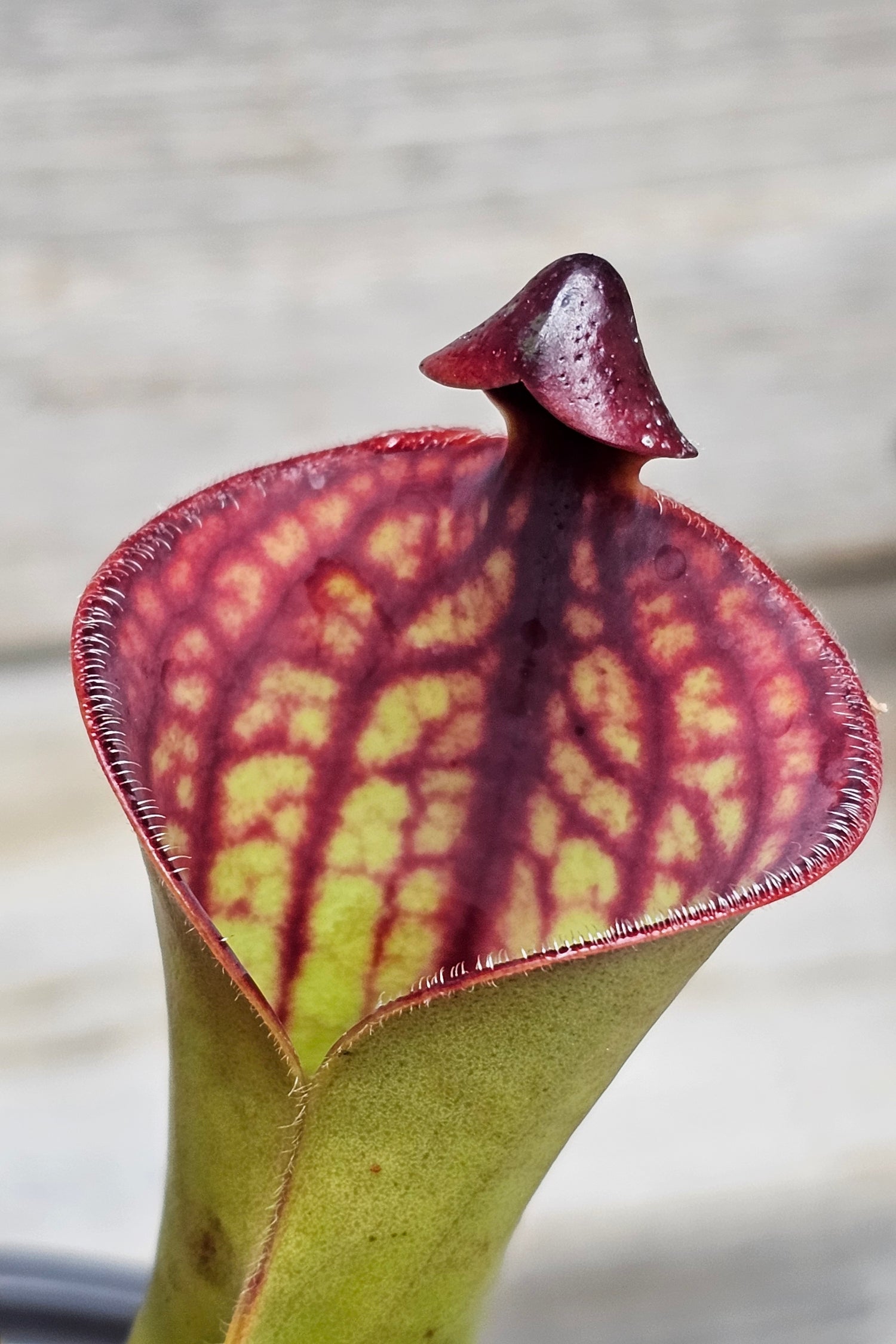 Heliamphora (Sun Pitcher)