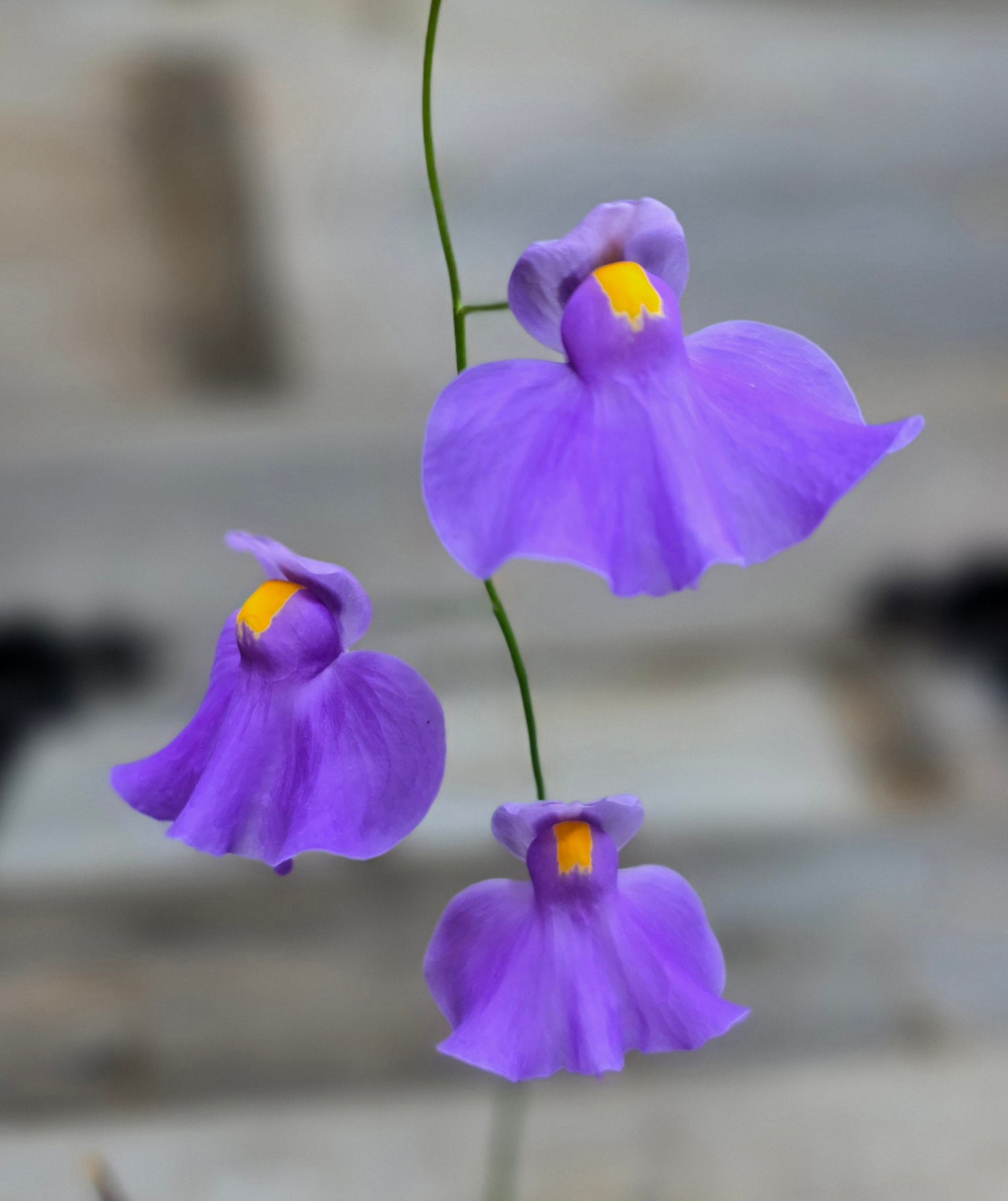Utricularia (Bladderwort)