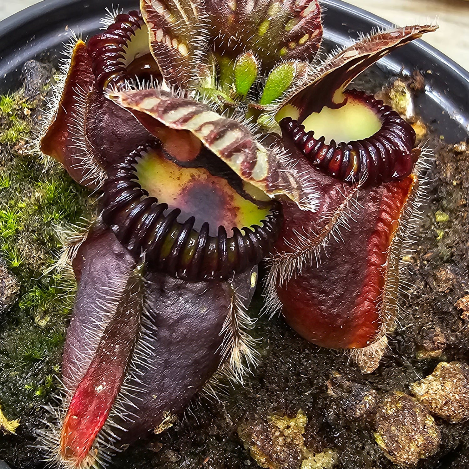 Cephalotus (Australian Pitcher)