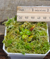 Nepenthes edwardsiana {Mount Kinabalu, Malaysia}