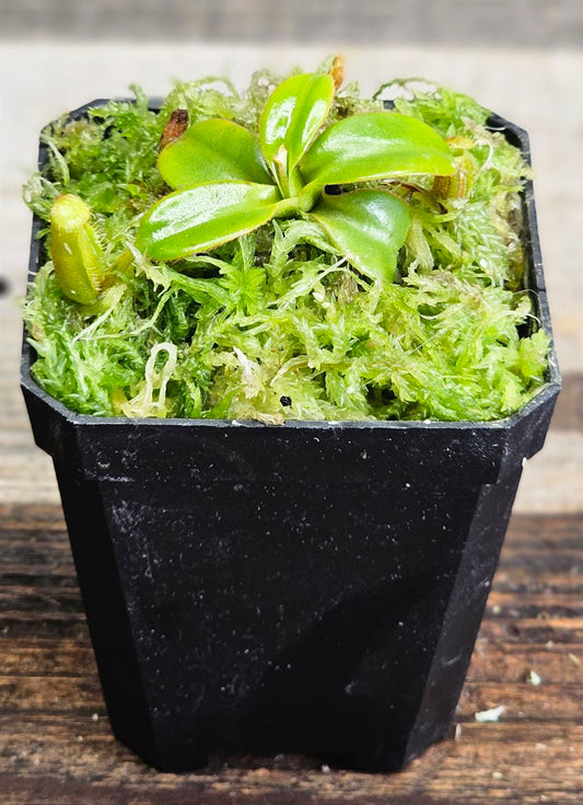 Nepenthes macrophylla AW