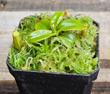 Nepenthes macrophylla AW