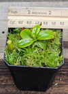 Nepenthes macrophylla AW