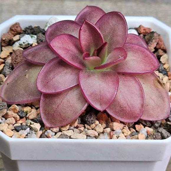 Pinguicula (Butterwort)