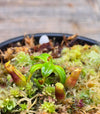 Nepenthes edwardsiana {Mount Kinabalu, Malaysia}