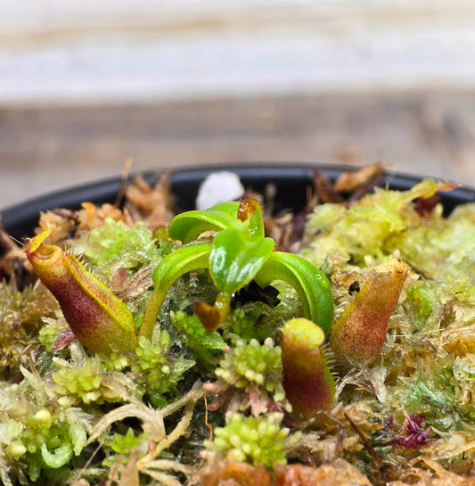 Nepenthes edwardsiana {Mount Kinabalu, Malaysia}