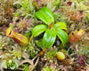 Nepenthes edwardsiana {Mount Kinabalu, Malaysia}