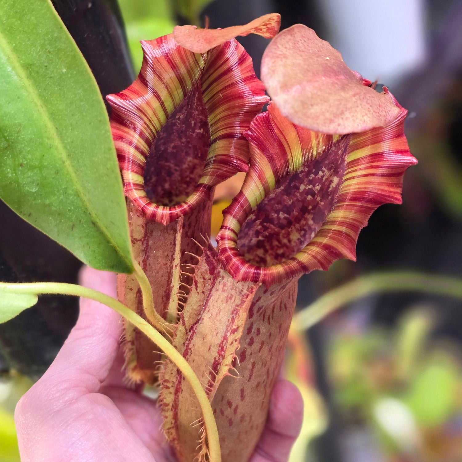 Nepenthes (Tropical Pitcher)
