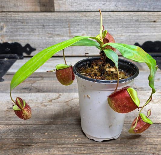Nepenthes ampullaria "Black"
