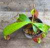 Nepenthes ampullaria "Black"