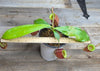 Nepenthes ampullaria "Black"