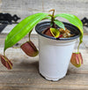 Nepenthes ampullaria "Black"