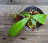 Nepenthes ampullaria "Black"