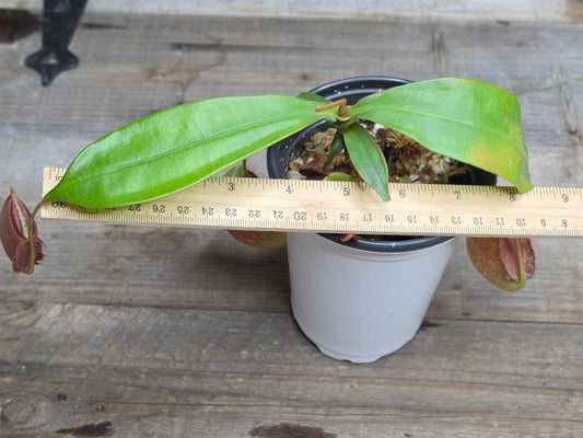 Nepenthes ampullaria "Black"