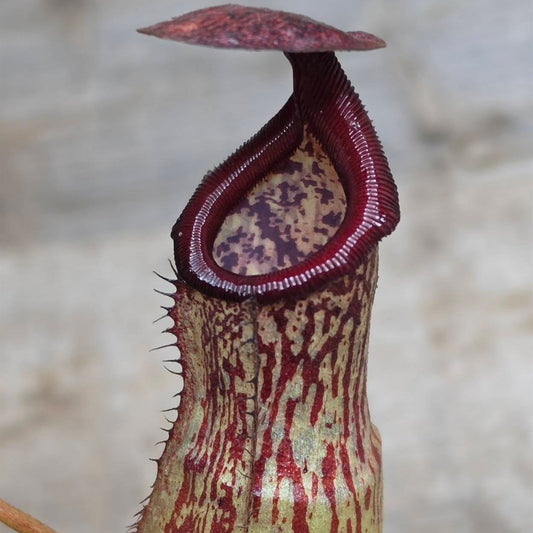 Nepenthes "Gothica"