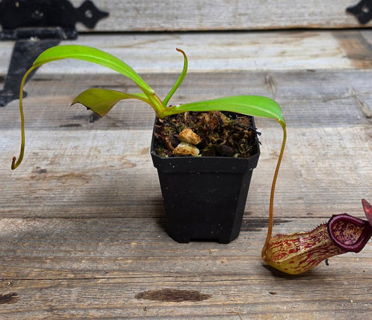 Nepenthes "Gothica"