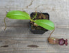Nepenthes "Gothica"