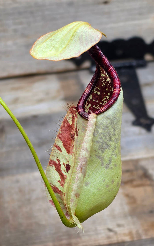 Nepenthes rafflesiana "White"