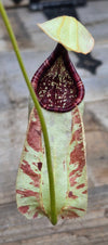 Nepenthes rafflesiana "White"