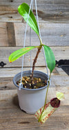 Nepenthes rafflesiana "White"