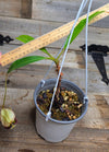 Nepenthes rafflesiana "White"