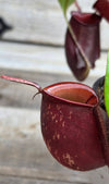 Nepenthes ampullaria "Tricolor"
