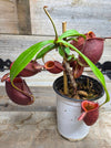 Nepenthes ampullaria "Tricolor"