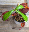 Nepenthes ampullaria "Tricolor"