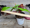 Nepenthes ampullaria "Tricolor"