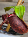 Nepenthes ampullaria "Tricolor"