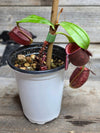 Nepenthes ampullaria "Tricolor"