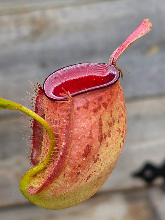 Nepenthes ampullaria "Red"
