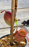 Nepenthes ampullaria "Red"