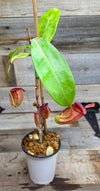Nepenthes ampullaria "Red"