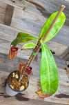 Nepenthes ampullaria "Red"