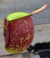 Nepenthes ampullaria "Black"