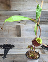 Nepenthes ampullaria "Black"