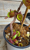Nepenthes ampullaria "Black"