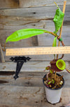Nepenthes ampullaria "Black"