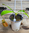 Nepenthes bicalcarata