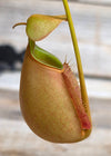Nepenthes bicalcarata