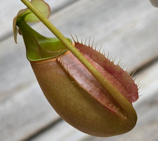 Nepenthes bicalcarata