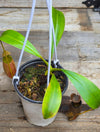 Nepenthes bicalcarata