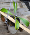 Nepenthes bicalcarata