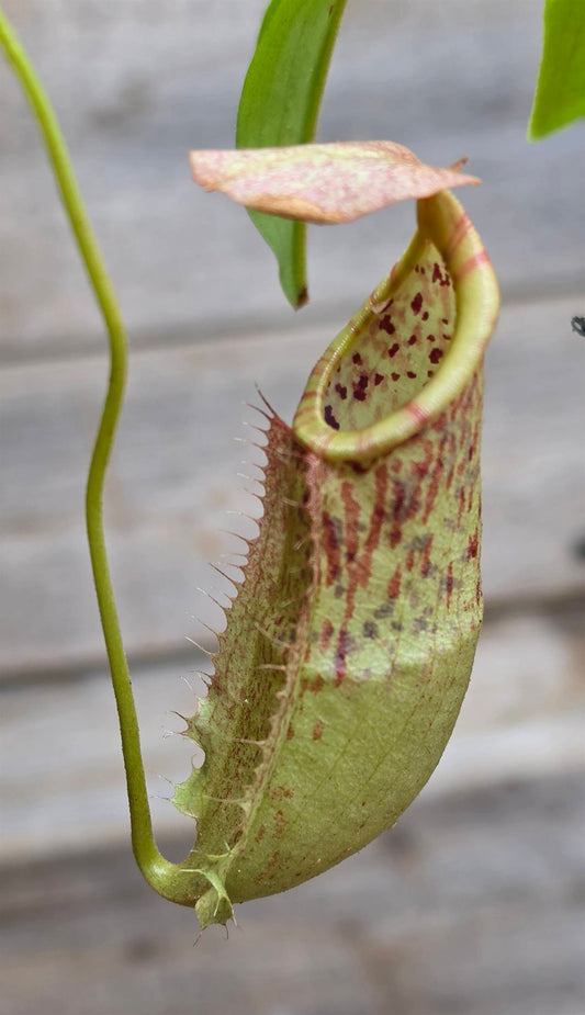 Nepenthes (viking x sumatrana) x boschiana