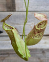 Nepenthes (viking x sumatrana) x boschiana