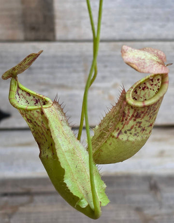 Nepenthes (viking x sumatrana) x boschiana